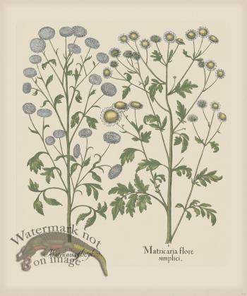 Besler 210 Colored  B2